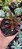 Suculenta Peperomia Graveolens - Imagem 8