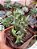ORBEA SCHWEINFURTHII pote 10 - Imagem 2