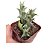 ORBEA SCHWEINFURTHII pote 10 - Imagem 1