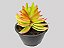 Suculenta Crassula Capitela Campfire - Imagem 2