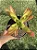 Suculenta Crassula Capitela Campfire - Imagem 1