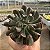 Suculenta Echeveria Dark Vader - Imagem 2