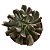 Suculenta Echeveria Dark Vader - Imagem 1