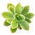 Suculenta Echeveria Golden Glow - Imagem 1