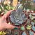 Suculenta Echeveria Camisole - Imagem 2
