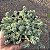 Suculenta Sedum Minor - Imagem 2