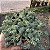 Suculenta Sedum Minor - Imagem 4