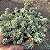 Suculenta Sedum Minor - Imagem 3