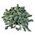 Suculenta Sedum Minor - Imagem 1