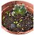 Suculenta Rara Haworthia Truncata - Imagem 4