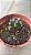 Suculenta Rara Haworthia Truncata - Imagem 3