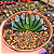 Suculenta Haworthia Truncata – Exótica e Colecionável - Imagem 3
