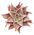 Planta Suculenta Echeveria Madiba pote 9 cm - Imagem 1