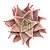 Planta Suculenta Echeveria Madiba pote 9 cm - Imagem 2