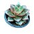 Suculenta Echeveria Dionysius Pote 6 - Imagem 2