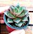 Suculenta Echeveria Dionysius Pote 6 - Imagem 3
