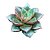 Suculenta Echeveria Dionysius Pote 6 - Imagem 1
