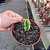 Cactos Echinocereus Viereckii Var. Morricalii Pote 9cm Lilás - Imagem 1