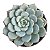 Planta Suculenta Echeveria Minima White pote 6 cm - Imagem 1