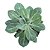Planta Suculenta Senecio Obovatus pt 11cm - Imagem 1