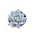 Suculenta Echeveria Lauii - Imagem 4