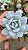 Suculenta Echeveria Lauii - Imagem 3