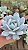 Suculenta Echeveria Lauii - Imagem 2