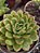 Planta Suculenta Echeveria Nanacan - Imagem 2