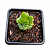 Planta Suculenta Crassula Estagnol (pote 6) - Imagem 1