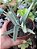 Suculenta Crassula Falcata (folha fina) - Imagem 2