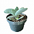 Suculenta Crassula Falcata (folha grossa) - Imagem 1