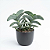 Suculenta Crassula Falcata (folha grossa) - Imagem 2