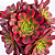 Suculenta Aeonium Medusa pote 11 - Imagem 2