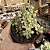 Suculenta Aeonium Lindleyi Variegata pote 9cm - Imagem 2
