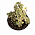 Suculenta Aeonium Lindleyi Variegata pote 9cm - Imagem 1