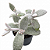 Suculenta Kalanchoe Eryophylla (pt 9 cm) - Imagem 1