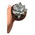 Planta Suculenta Echeveria Powder Puff - Imagem 1