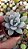 Planta Suculenta Echeveria Powder Puff - Imagem 3