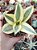 Sansevieria trifasciata Golden Hahnii” - Imagem 1