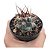 Cacto THELOCACTUS AZUL PT 09 - Imagem 2