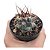 Cacto THELOCACTUS AZUL PT 09 - Imagem 1