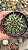 Cacto Thelocactus Flavus pote 9 cm - Imagem 4
