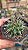 Cacto Thelocactus Flavus pote 9 cm - Imagem 3