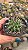 Cacto Thelocactus Flavus pote 9 cm - Imagem 2