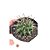Cacto Thelocactus Flavus pote 9 cm - Imagem 1