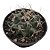 Cacto THELOCACTUS RINCONENSIS PT 09 - Imagem 4