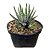 SUCULENTA HAWORTHIA ATTENUATA "SUPER WHITE" PT 9 - Imagem 2
