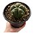 CACTO GYMNOCALYCIUM HORSTII VASO 11CM - Imagem 4
