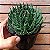Planta Suculenta Aloe Aristata - Imagem 4