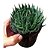 Planta Suculenta Aloe Aristata - Imagem 3